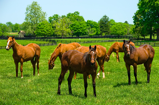 Herd of Horses in a pasture in the Spring on a Kentucky horse farm