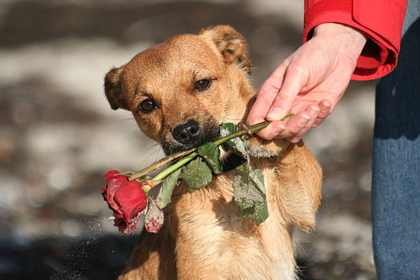 Dog with valentine rose