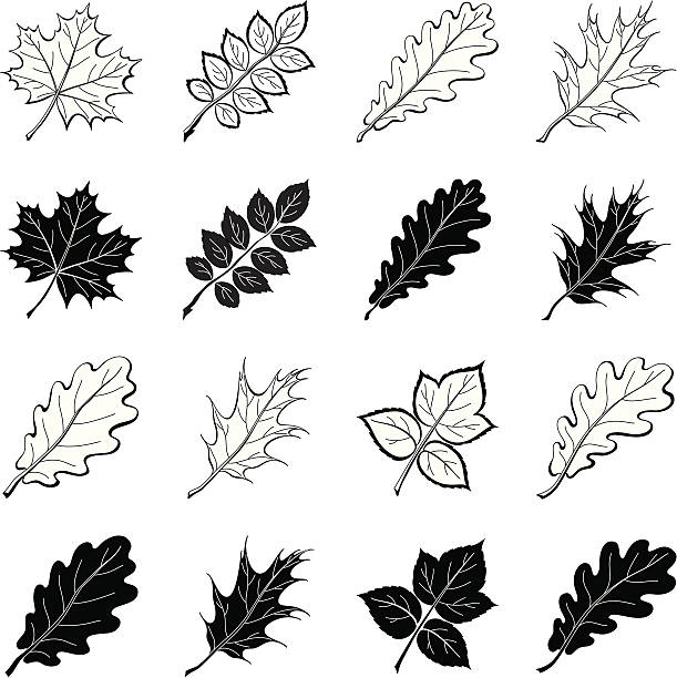illustrations, cliparts, dessins animés et icônes de feuilles des plantes, silhouettes, set - abstract leaf curve posing