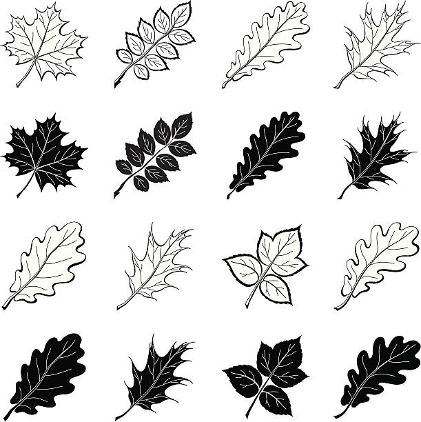 листья растений, силуэты набор - abstract leaf curve posing stock illustrations