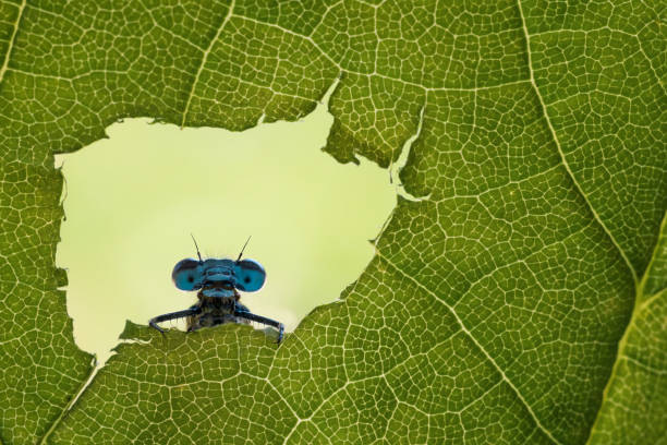 トンボは葉の穴から覗く - wing dragonfly animal eye blue ストックフ�ォトと画像