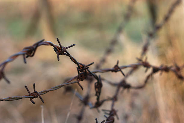 barbwire 2 stock photo