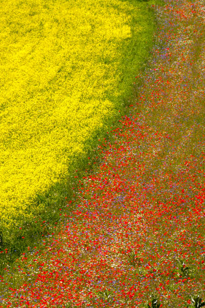 istock Fioritura Piane di castelluccio, Italy 1397365471