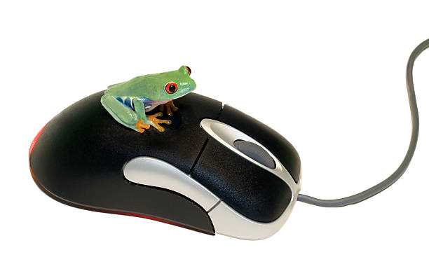 Red Eyed Tree Frog on Mouse stock photo