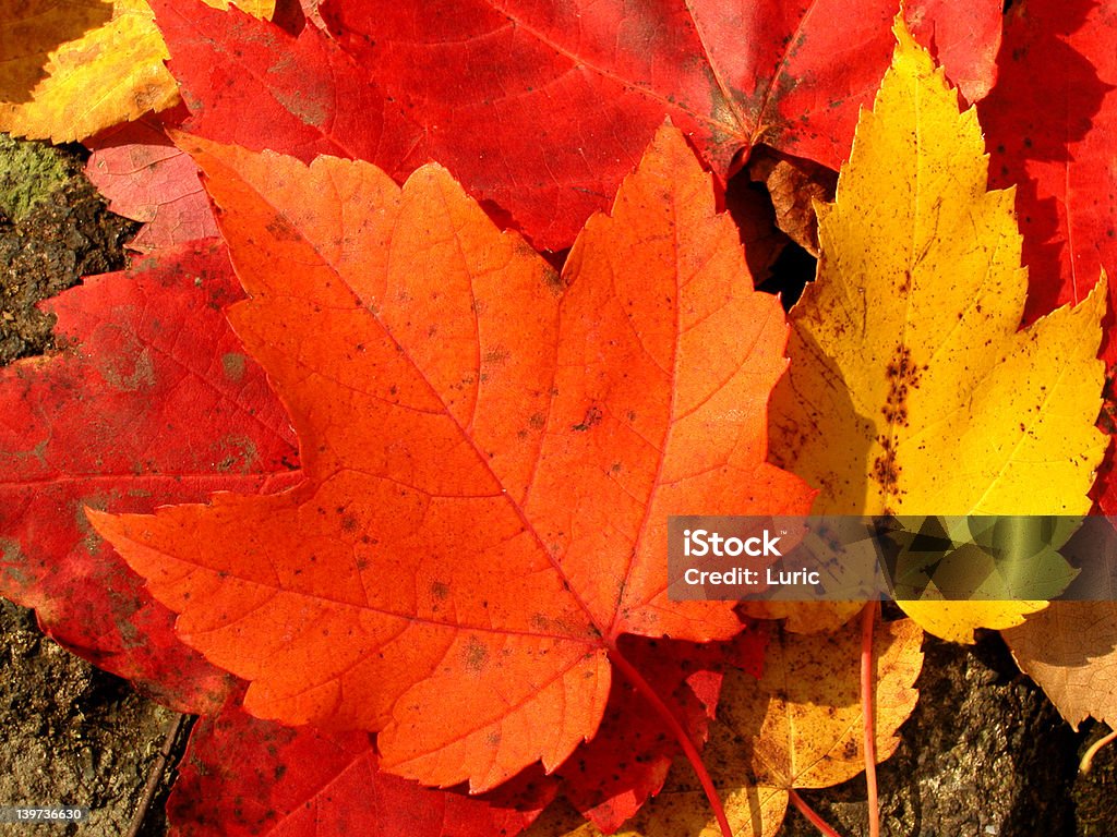 Кленовые листья - Стоковые фото Ветвь - часть растения роялти-фри