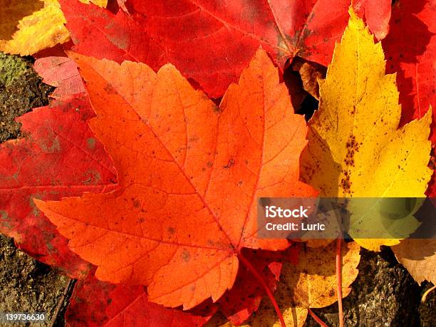 Кленовые Листья — стоковые фотографии и другие картинки Ветвь - часть растения - Ветвь - часть растения, Время года, Горизонтальный