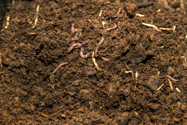 Earthworms on soil for organic fertilizer farming concept. Many earthworms in soil Earthworms on soil for organic fertilizer farming concept. Many earthworms in soil eisenia fetida stock pictures, royalty-free photos & images