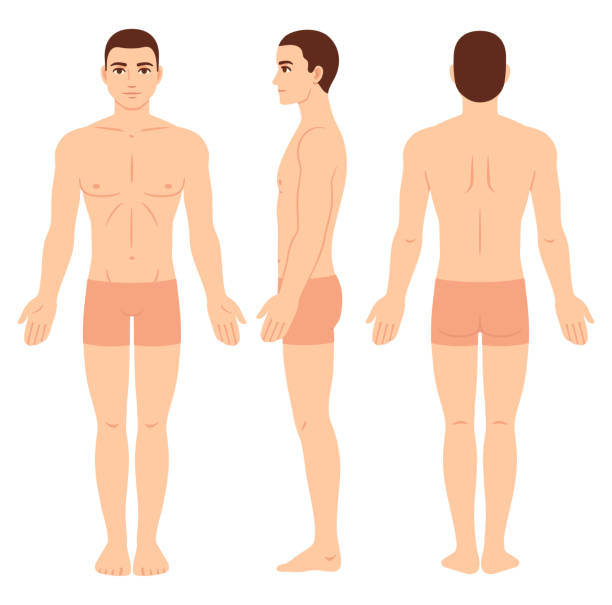 Male body chart template Male body anatomy chart, athletic young man in underwear. Front, back and side view. Vector clip art for medical infographic and fashion illustration. male human anatomy diagram stock illustrations