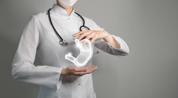 Unrecognizable doctor holding highlighted handrawn Stomach in hands. Medical illustration, template, science mockup. stock photo