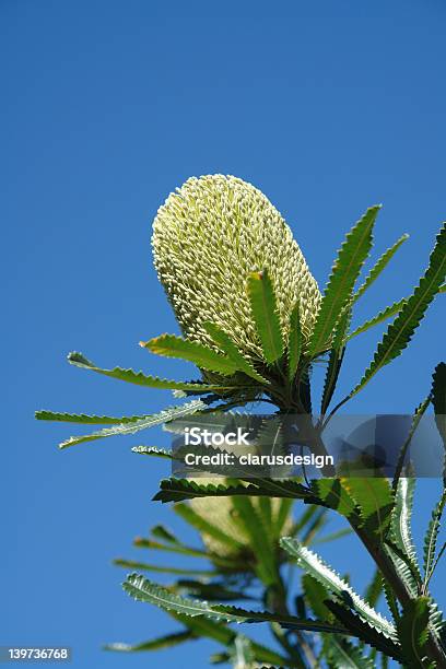 Australian Banksia Flor Foto de stock y más banco de imágenes de Banksia - Banksia, Flor, Amarillo - Color