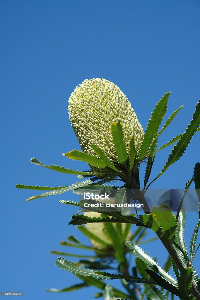 Australian Banksja flower - Zbiór zdjęć royalty-free (Banksja)