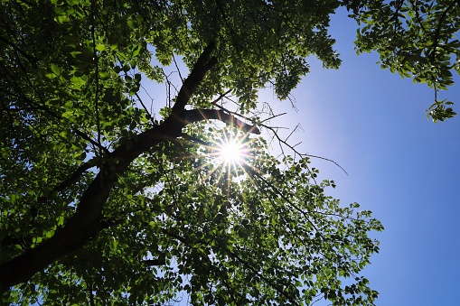 Sunny sky and fresh green in early summer Ecology image