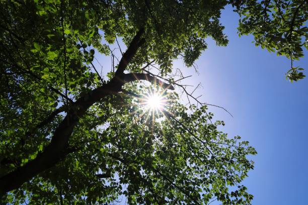 Sunny sky and fresh green in early summer Ecology image stock photo