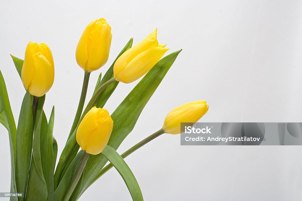 Bouquet Tulip Arrangement Stock Photo