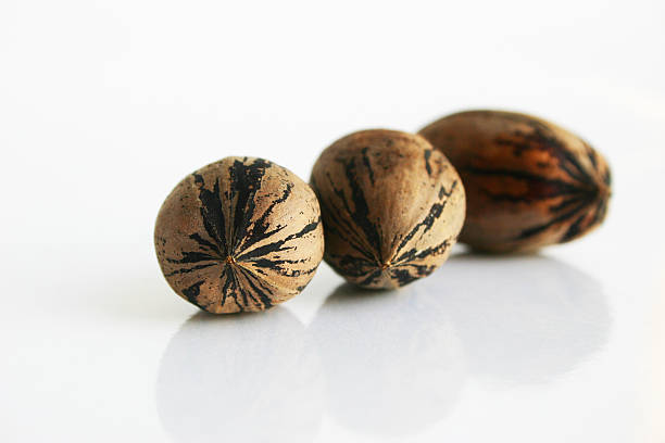 pecan nuts stock photo