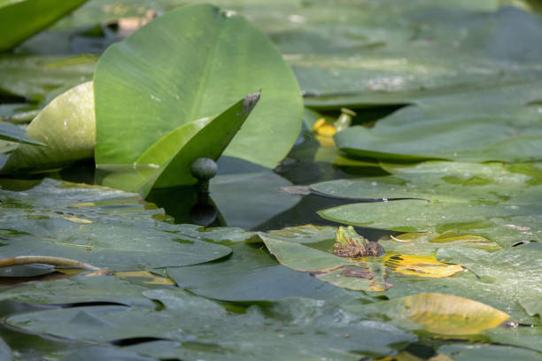 istock Frog in the sun in a pond. 1397368703