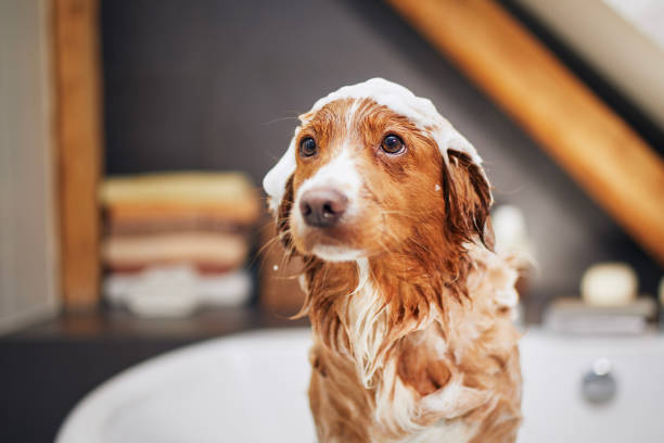 Dog taking bath at home"n stock photo