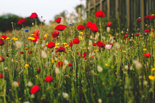 istock Beautiful wild red poppies spring 1397368937