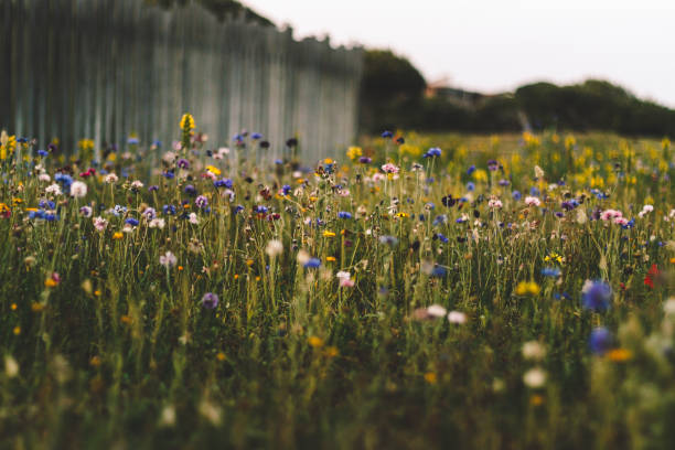 istock Nice colorful wildflower meadow 1397368946