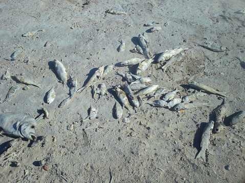Immediate Fish Kill Red Tide Fish Kill Stock Photo - Download Image Now - Fish, Red Tide ...
