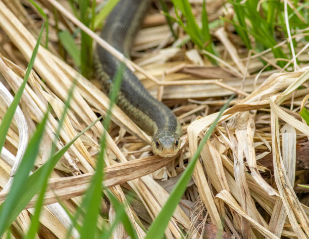 istock Garter snake in the grass 1397369981