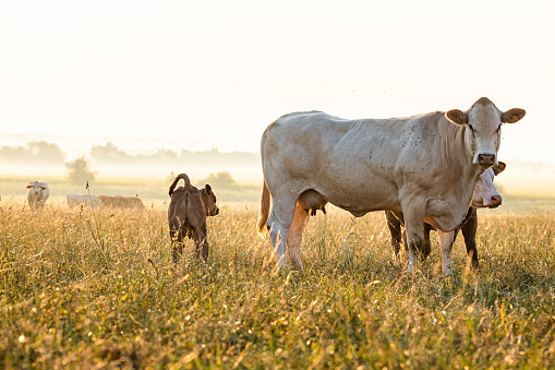 Holstein cow standing over newborn calf in the field on a sunny summer day