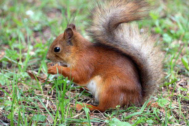 istock The squirrel with nut in springtime. Eurasian red squirrel, Sciurus vulgaris. 1397370146