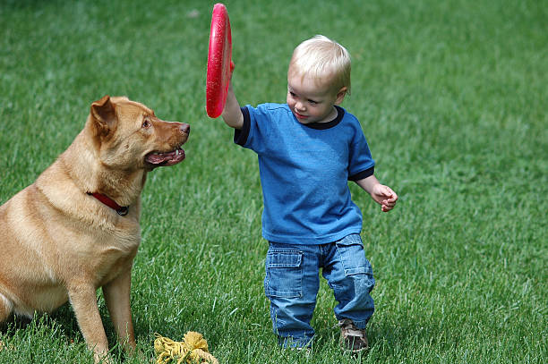 jeu de récupérer - dog baby t shirt child photos et images de collection