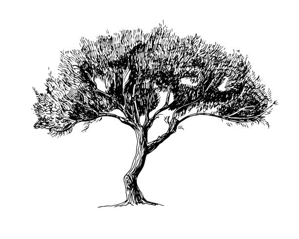 zeichnung des olivenbaums - olive tree illustrations stock-grafiken, -clipart, -cartoons und -symbole