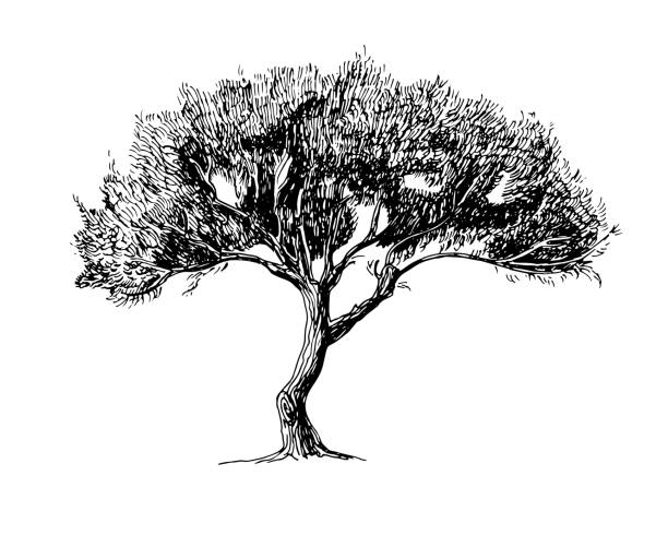 ilustrações, clipart, desenhos animados e ícones de desenho de oliveira - olive tree illustrations