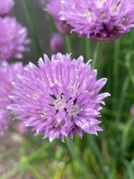 istock Chives purple flowers ￼ 1397371208