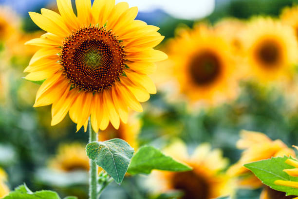 tournesol - sunflower flower flower bed light photos et images de collection