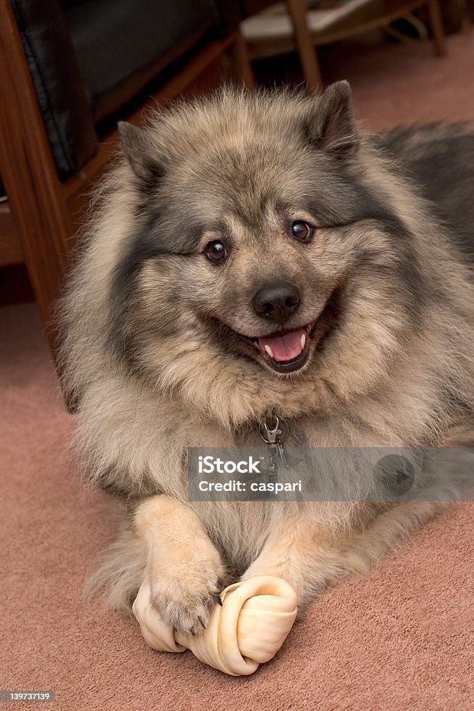 Beko das Lächeln dutchman - Lizenzfrei Hund Stock-Foto