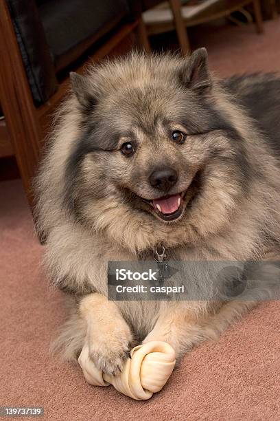 Beko Das Lächeln Dutchman Stockfoto und mehr Bilder von Hund - Hund, Keeshond, Boden