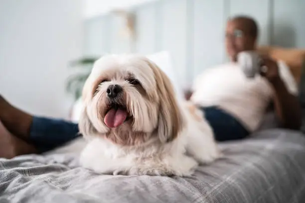 Shih Tzu dog on the bed with his owner