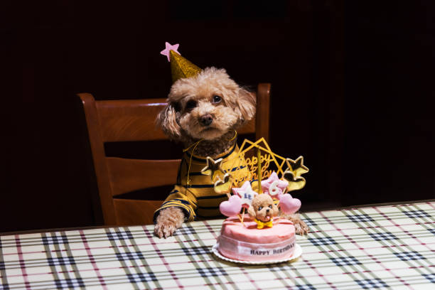 istock Teddy Sixth Birthday and Birthday Cake 1397373364