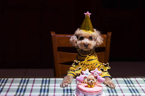 istock Teddy Sixth Birthday and Birthday Cake 1397373435