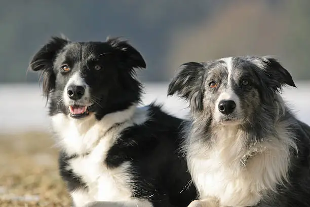 2 border collies together - black-white and bluemerle