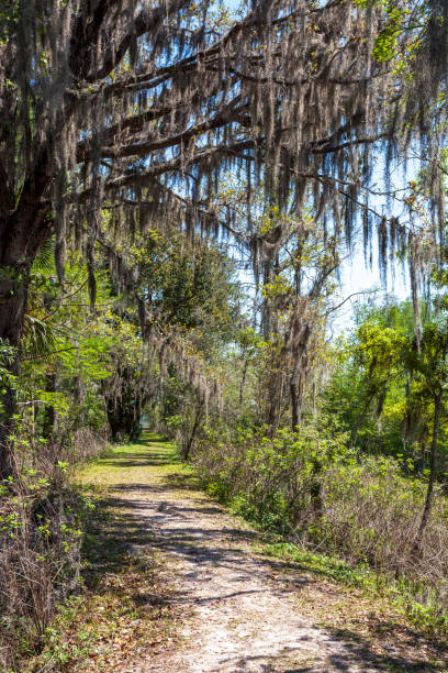 istock The path through the forest. View of a pathway through the Shingle Creek Preserve conservation area in Kissimmee, Florida 1397374531