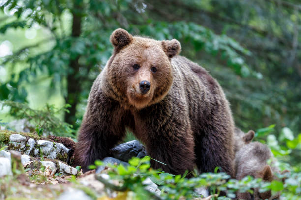 istock Brown bear in the forest in Slovenia 1397374957