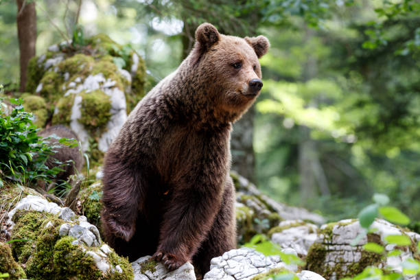 istock Brown bear in the forest in Slovenia 1397374960