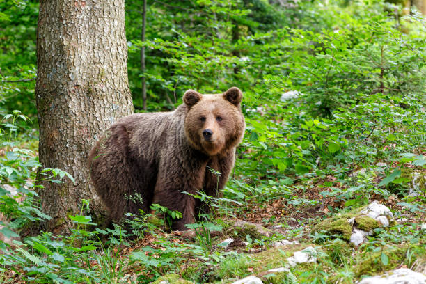 istock Brown bear in the forest in Slovenia 1397374963