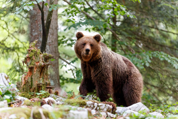 istock Brown bear in the forest in Slovenia 1397374979