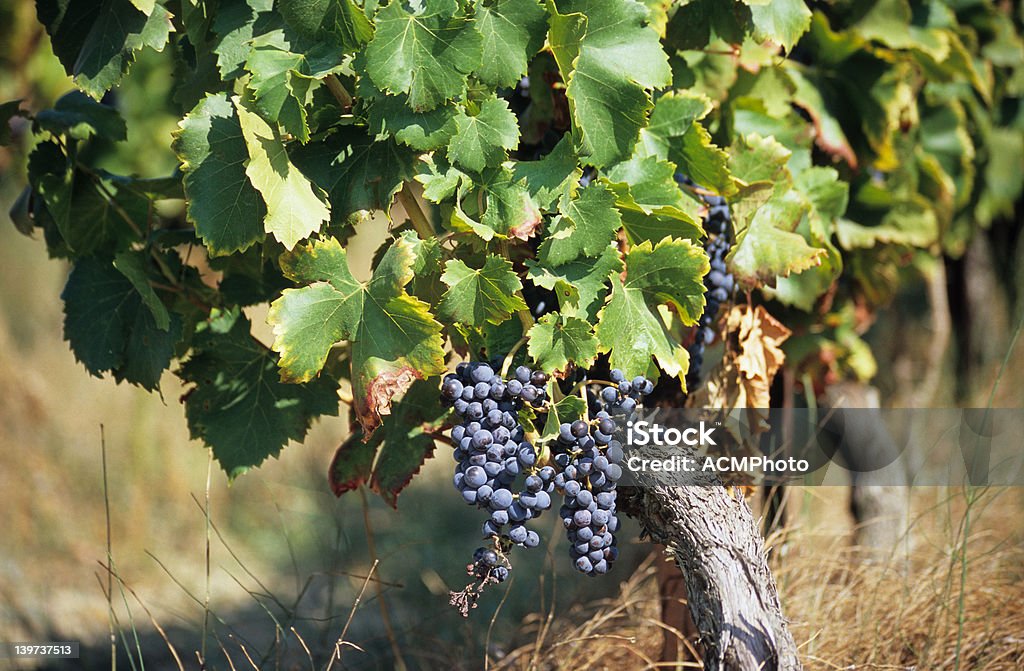 Uve da vino - Foto stock royalty-free di Agricoltura