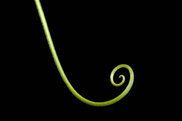 Photo of natural spiral