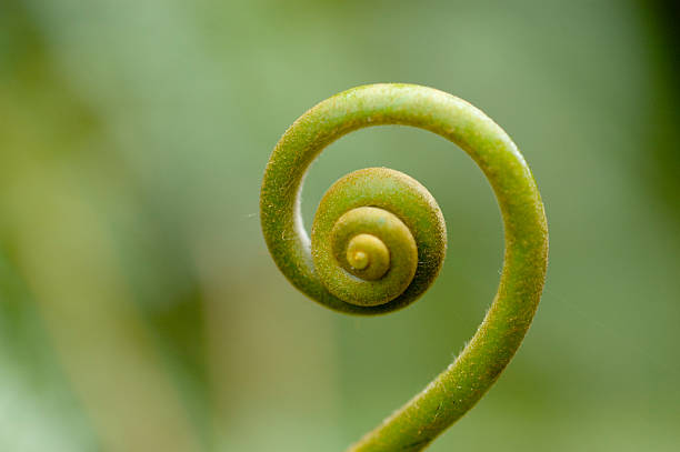 istock A plant making a natural spiral 139737522