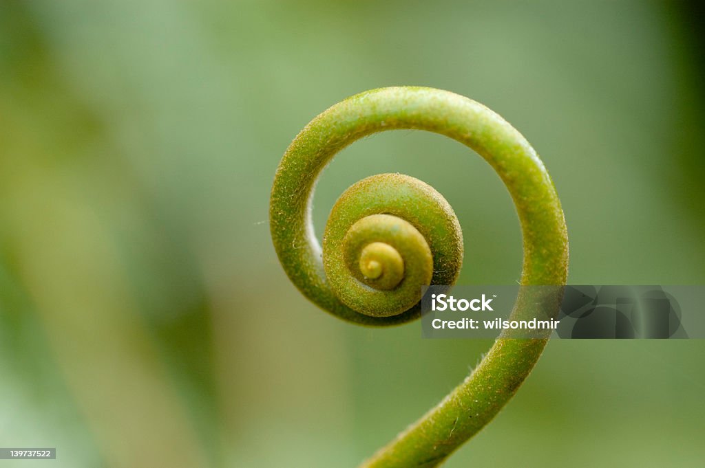 A plant making a natural spiral Close-up of a young leaf of a fern Animal Wildlife Stock Photo