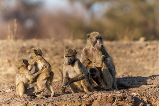 istock Chacma baboon in Mashatu Game Reserve 1397375731