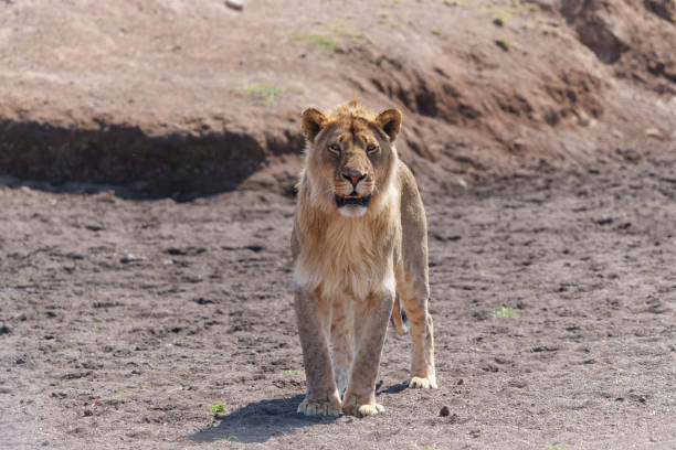 istock Lion male hunting in Mashatu Game Reserve 1397375733