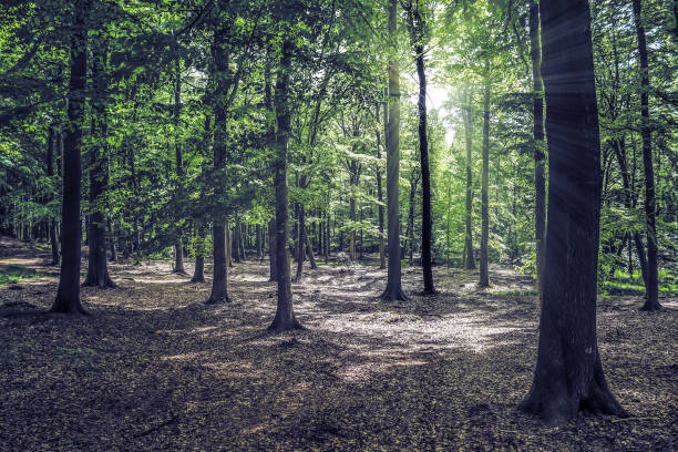 istock Mysterious fairy tale view into a magical dark blue forest with strong light beams 1397375738
